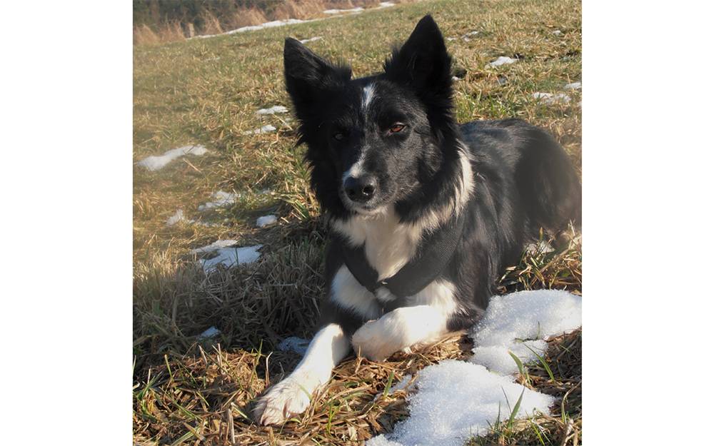 Fitmin Chovatelská stanice - Darcy